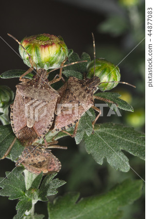 Brown marmorated stink bug (Halyomorpha halys) Brown marmorated stink bug (Halyomorpha halys) 44877083