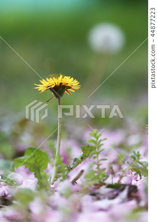 散落櫻花和蒲公英 散落櫻花和蒲公英 44877223