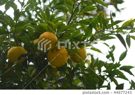 Eggplant fruit 44877243
