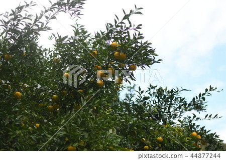 Eggplant fruit Eggplant fruit 44877244