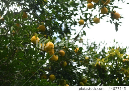 茄子水果 44877245