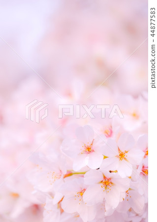 Cherry Blossoms Cherry Blossoms 44877583