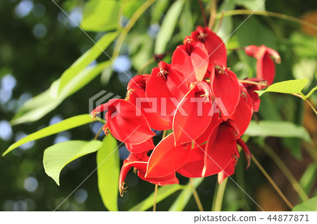 American Flower of Deigo 44877871