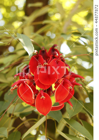 American Flower of Deigo 44877872