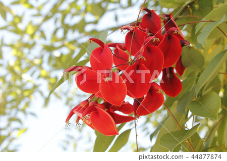 American Flower of Deigo American Flower of Deigo 44877874