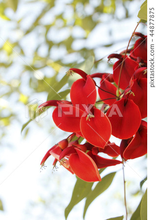 American Flower of Deigo American Flower of Deigo 44877875