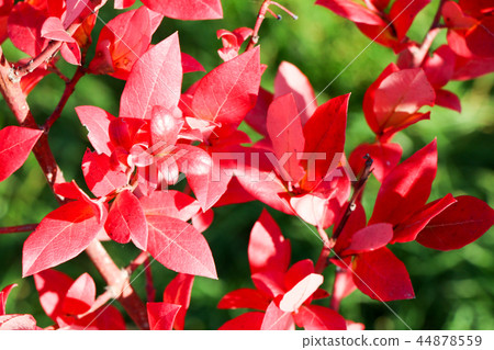 Autumn colorful barberry red leaves. Autumn background. 44878559