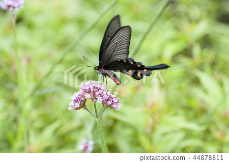麝鳳蝶 44878811