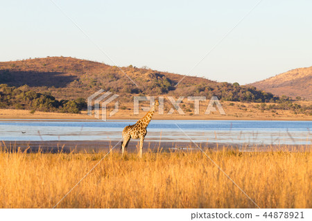 Giraffe from South Africa,Pilanesberg Park 44878921