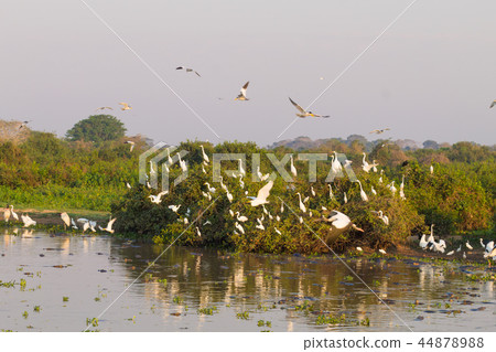 Beautiful Pantanal landscape, South America,Brazil Beautiful Pantanal landscape, South America,Brazil 44878988