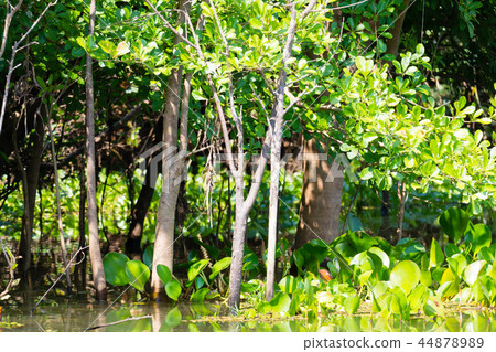 Panorama from Pantanal, Brazilian wetland region. Panorama from Pantanal, Brazilian wetland region. 44878989