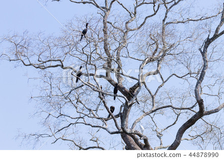 Neotropic cormorant on the nature. Pantanal,Brazil 44878990