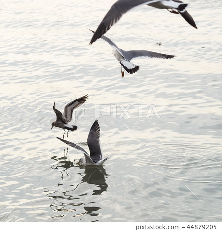 Seagull Seagull 44879205