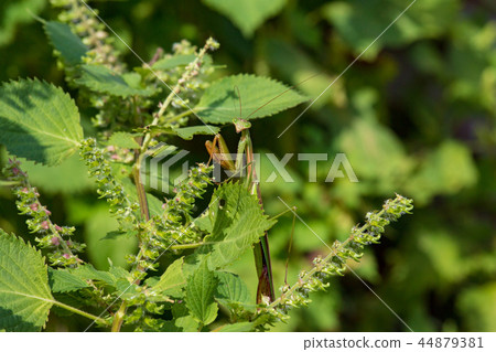 Mantis 44879381