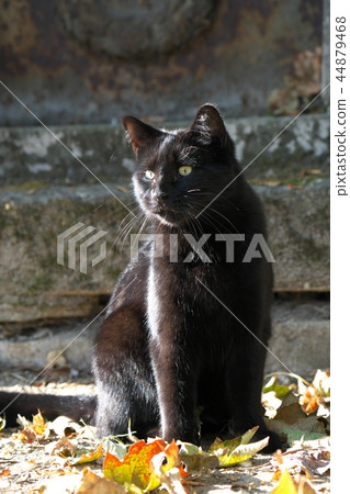 Black cat in Montmartre cemetery in Paris 44879468