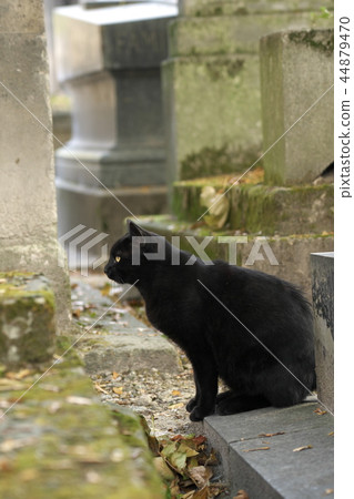 Black cat in Montmartre cemetery in Paris 44879470