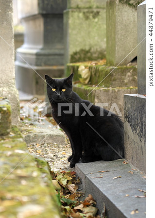 Black cat in Montmartre cemetery in Paris 44879471