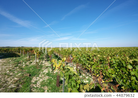 France Chablis wine field October 2018, taken France Chablis wine field October 2018, taken 44879632