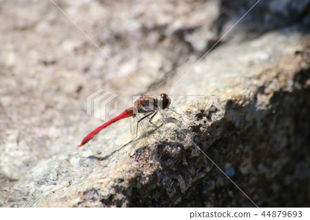 Mayutateakane 44879693