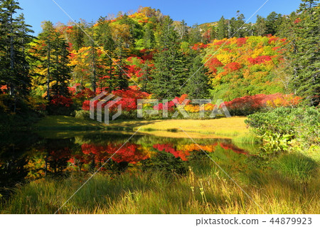 Autumn leaves of the Taisetsu Kogen Takiminuma 44879923