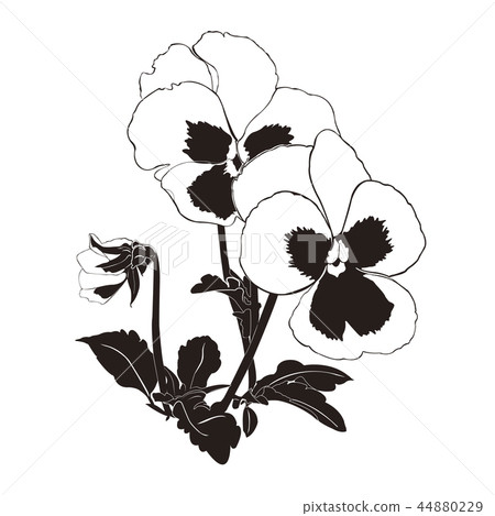 Pansy silhouette - Stock Illustration [44880229] - PIXTA