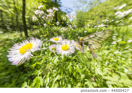 烏蘇巴族 44880427