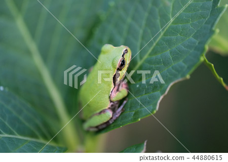 日本雨蛙坐八仙花屬葉子斜向一邊 日本雨蛙坐八仙花屬葉子斜向一邊 44880615