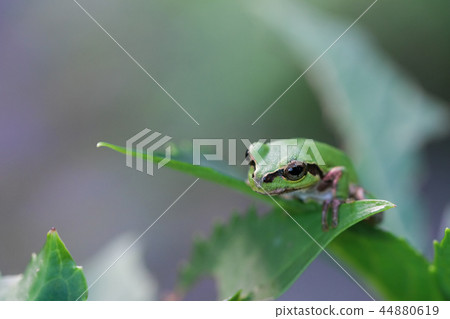 繡球花葉子上的日本樹蛙（從前面） 44880619
