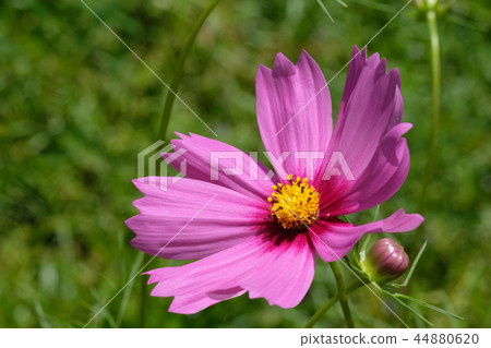 粉紅宇宙 粉紅宇宙 44880620