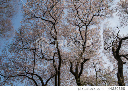 Numata Joshi Park Sakura Sakura群馬縣Numata City Numata Joshi Park Sakura Sakura群馬縣Numata City 44880868