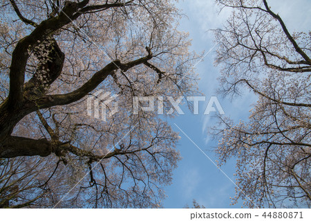 Numata Joshi Park Sakura Sakura群馬縣Numata City Numata Joshi Park Sakura Sakura群馬縣Numata City 44880871