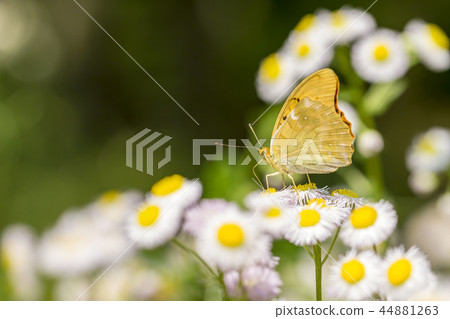 Spider gut hyoutmon 44881263