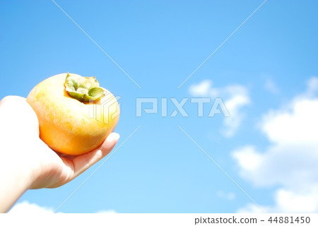 Plain nuclear persimmon and autumn sky Plain nuclear persimmon and autumn sky 44881450