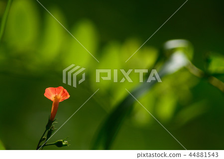 Recently I often see 44881543