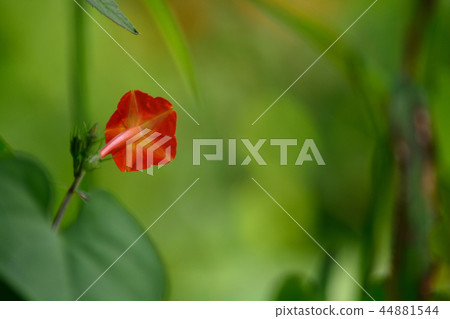 Recently I often see 44881544