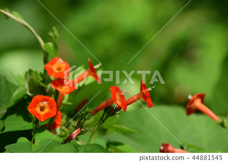 Recently I often see 44881545