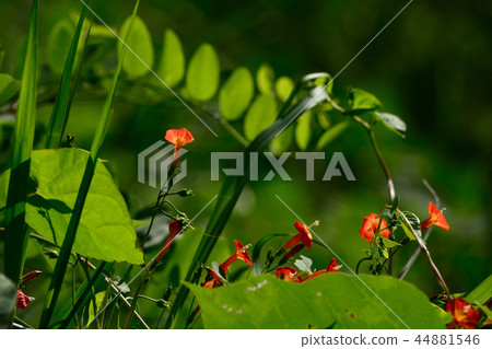 Recently I often see 44881546