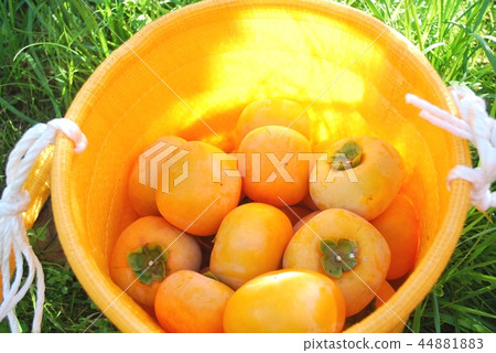 Flat kernel solid harvest 44881883