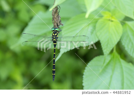 Onyangma Onyangma 44881952