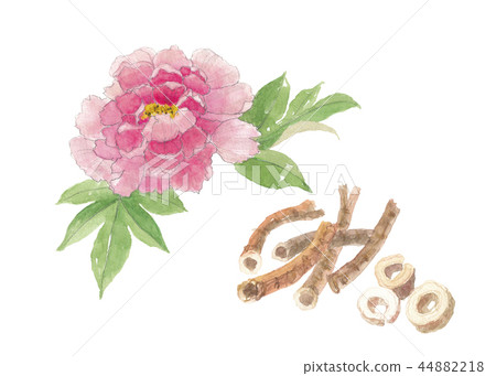Peony flowers and roots Peony flowers and roots 44882218