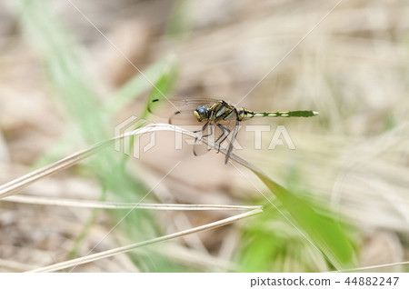 Shiokaratombo Shiokaratombo 44882247