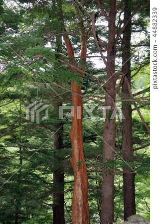 Himeshara nature 44882339