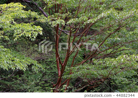 Himeshara nature 44882344