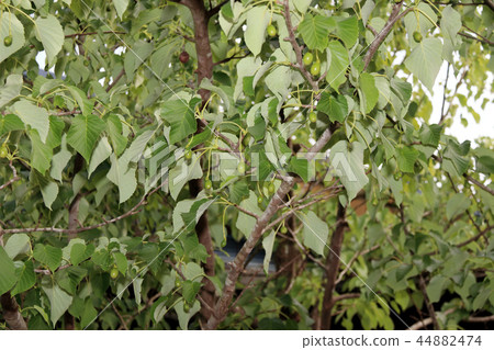 Handkerchief tree 44882474