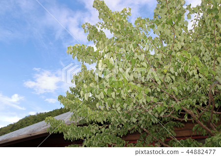 Handkerchief tree 44882477