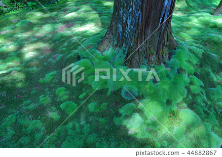 禪寺Saihoji 禪寺Saihoji 44882867