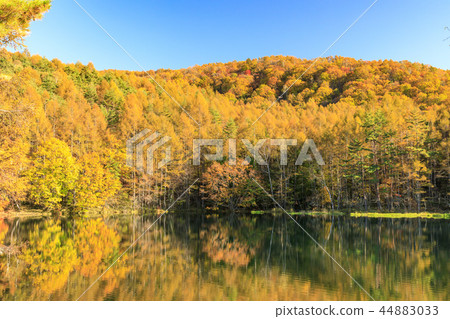 Autumn leaves of Shark pond Autumn leaves of Shark pond 44883033