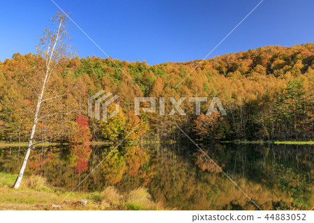 Autumn leaves of Shark pond Autumn leaves of Shark pond 44883052