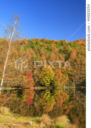 Autumn leaves of Shark pond 44883054