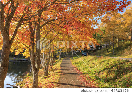 湖女神 湖女神 44883176